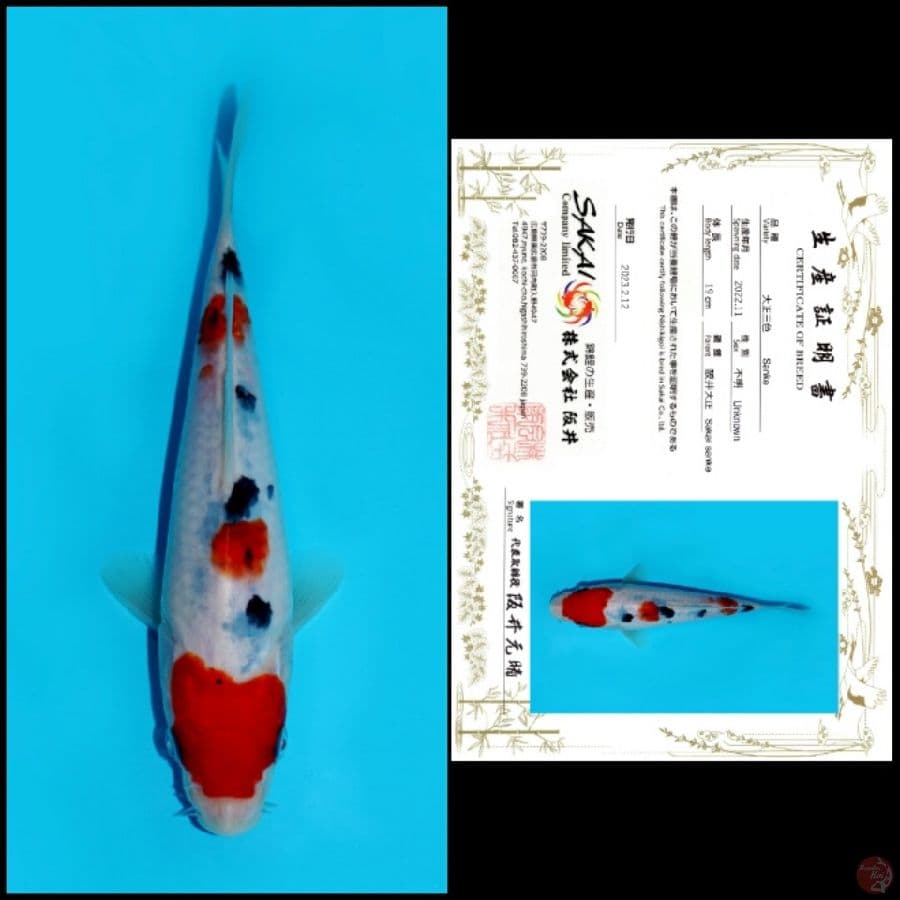 Sanke Sakai 19cm