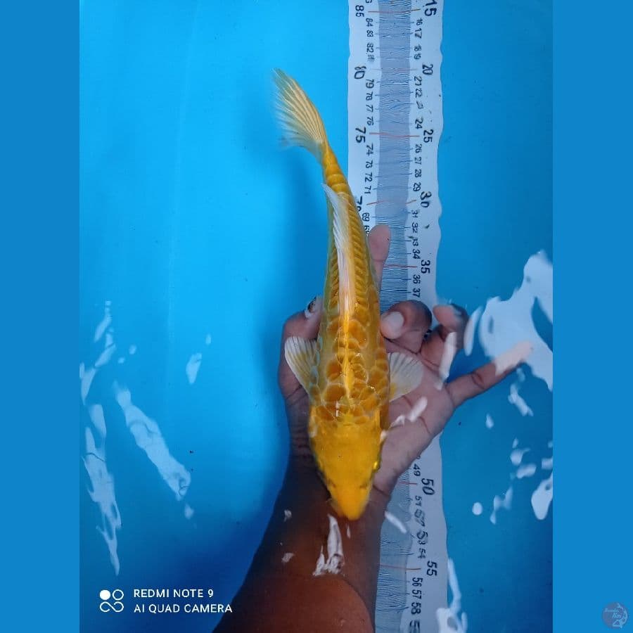 aragoke 28cm