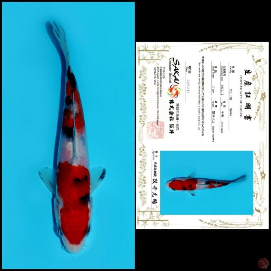 Sanke Sakai 17cm 