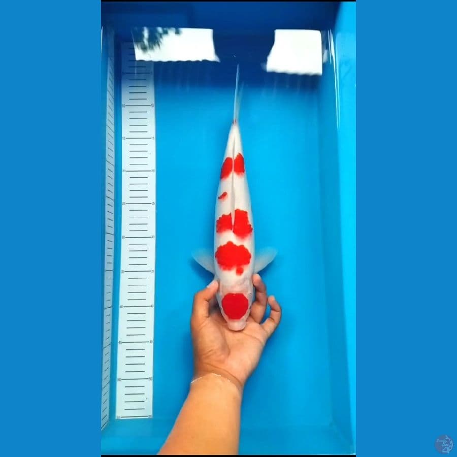 M 35Cm Maruten Kohaku