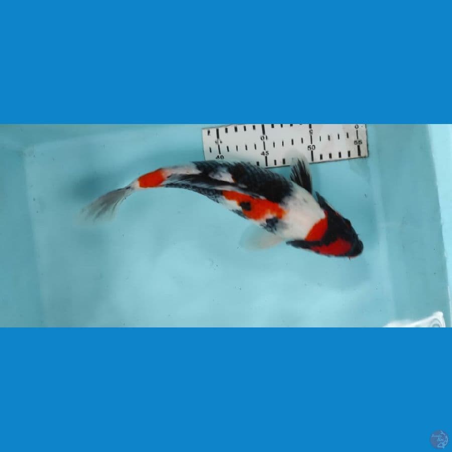 showa 30cm