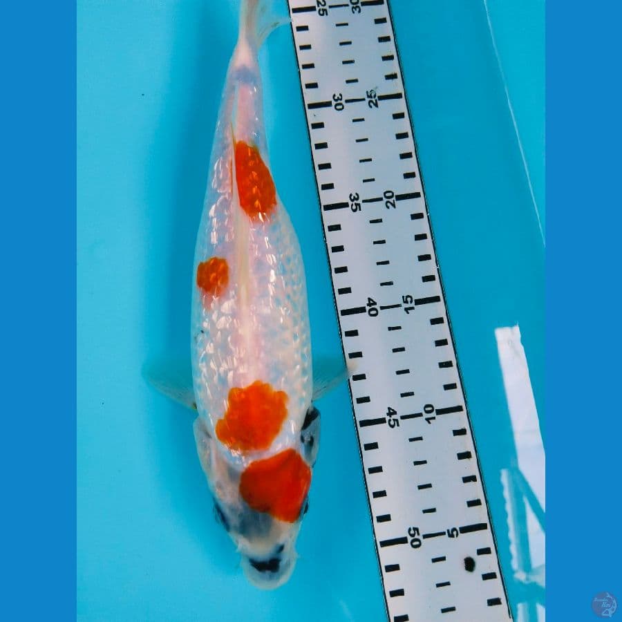 showa ginrin 25cm