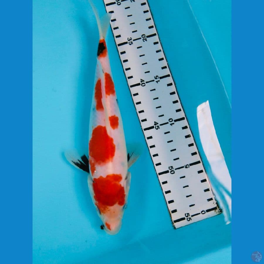 showa 23cm