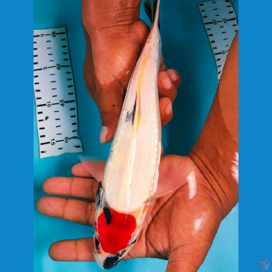 Tancho ginrin 30cm