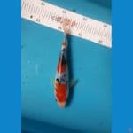 showa Goromo 18cm