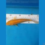 Karasi Corn 17cm