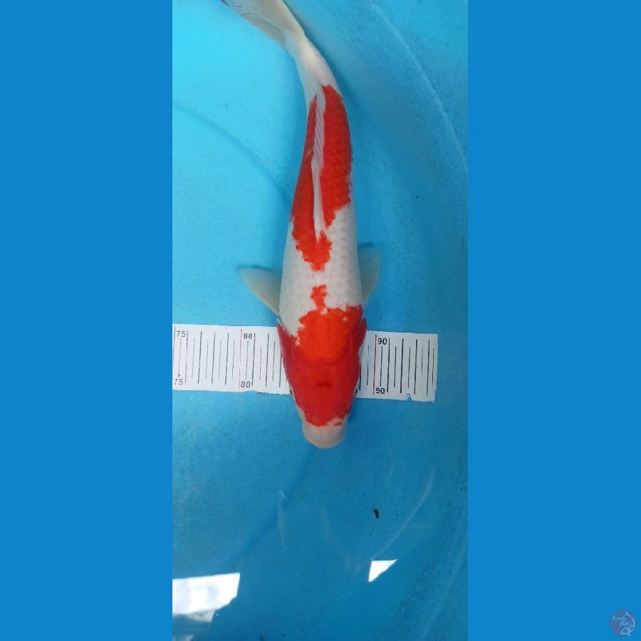 kohaku 30cm