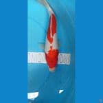 kohaku 30cm