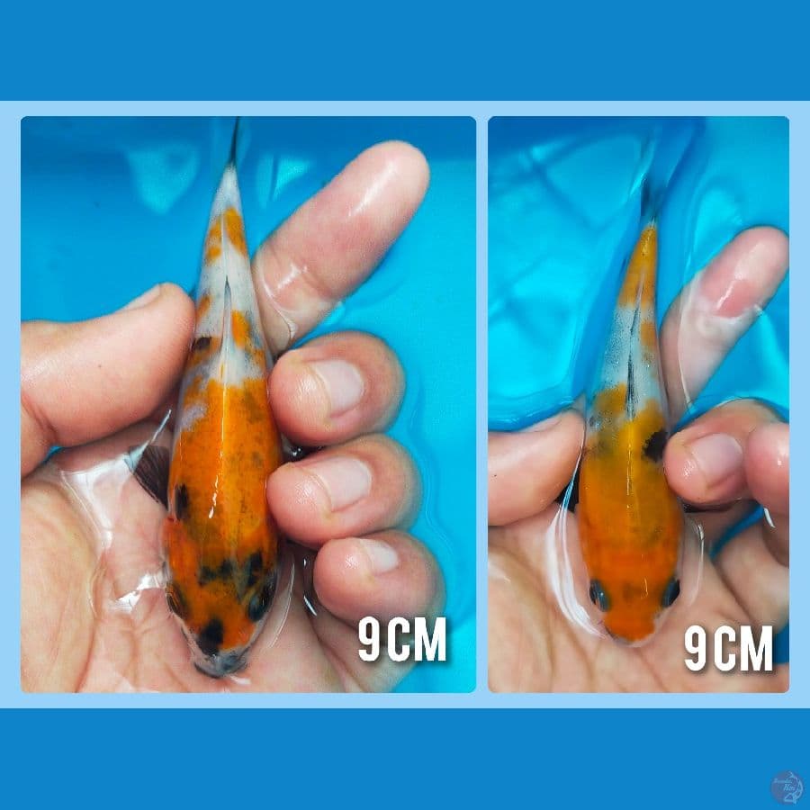 bahan keeping showa 9 cm