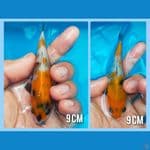 bahan keeping showa 9 cm