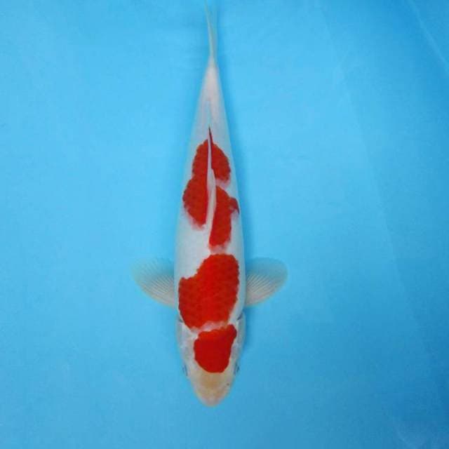 SAITAMA 3 ~ KOHAKU,-