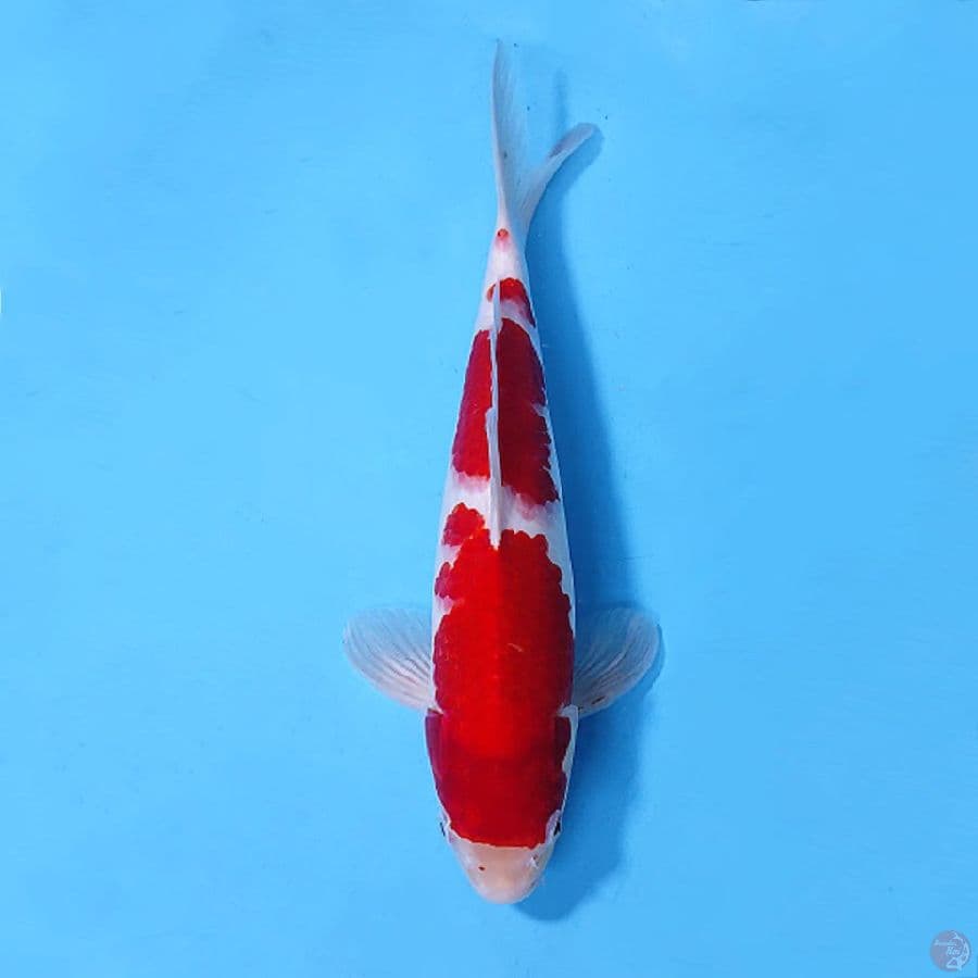 RED KOHAKU STRONG 35CM MALE