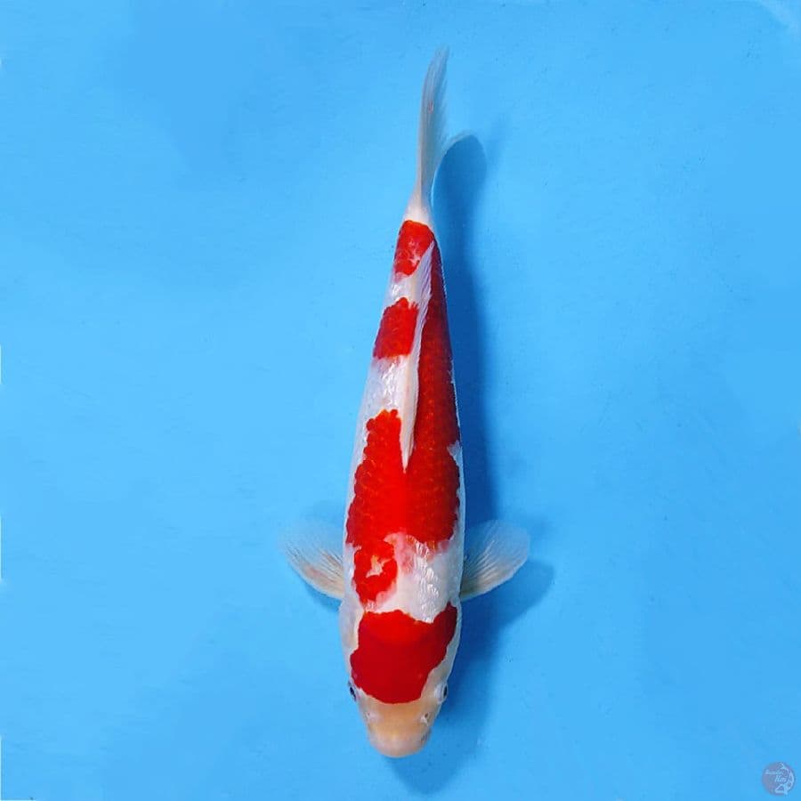 GINRIN KOHAKU 33CM FEMALE