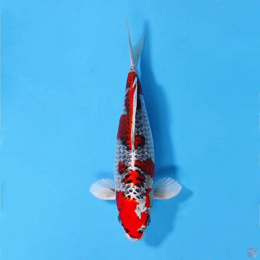 KUJAKU HOT 33CM FEMALE