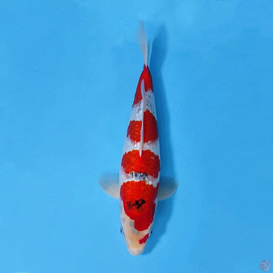 GINRIN GOSHIKI MASA DEPAN BAGUS 35CM FEMALE