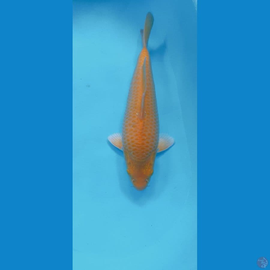 KARASI CORN BULKY 35CM MALE (PUNUK) 