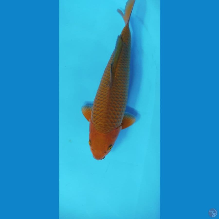 CAGOI TEMBAGA 38CM MALE