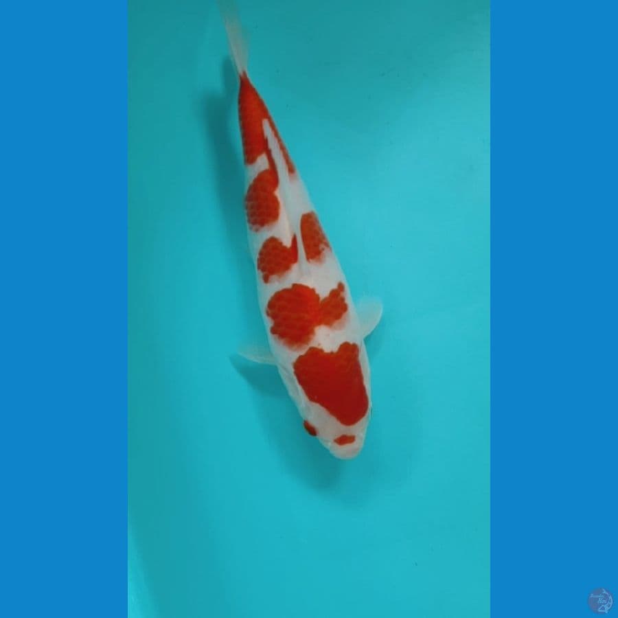 KOHAKU ORI 25CM MALE