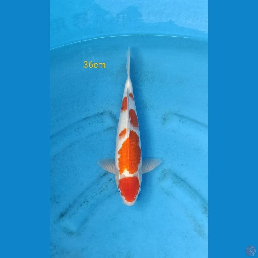 Maruten Kohaku Male 36cm
