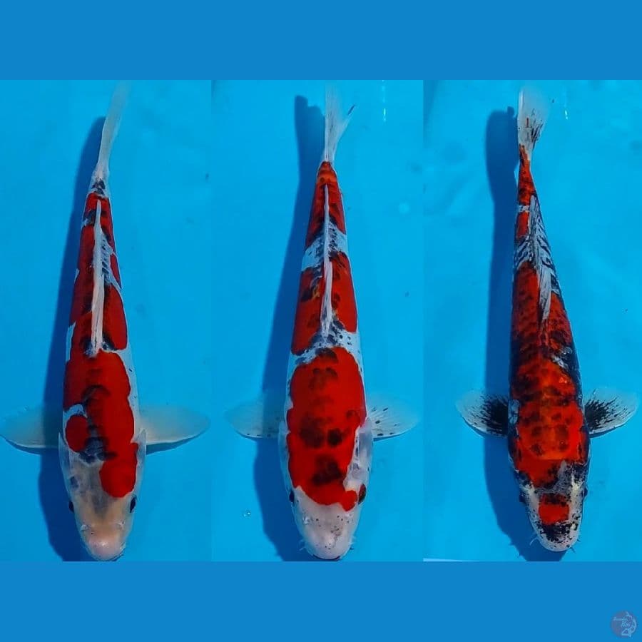 KUJAKU DOITSU & BENI GINGGA 27-30 CM
