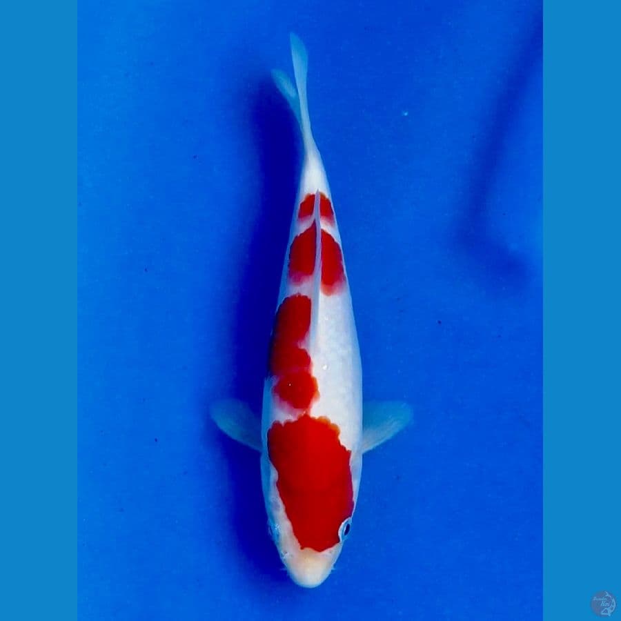 kohaku 18cm male sq ready show