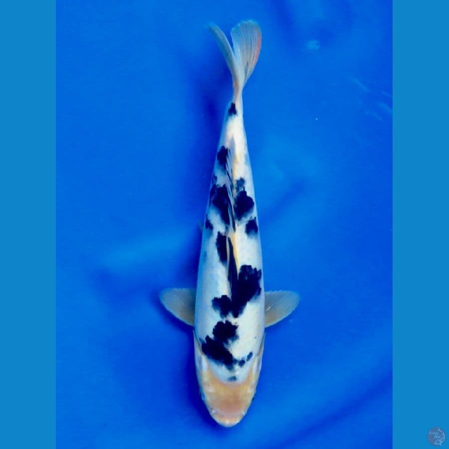 bekko 26cm male sq ready show 