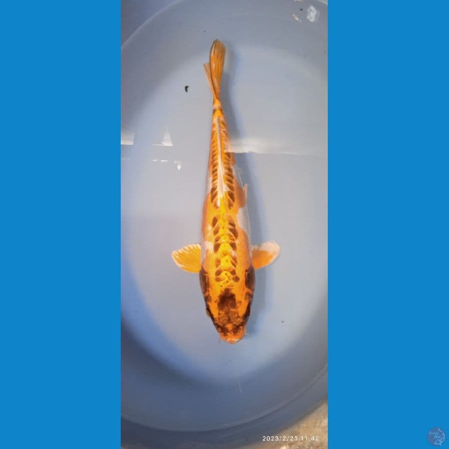 KIKOKURYU 37cm