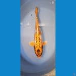 KIKOKURYU 37cm