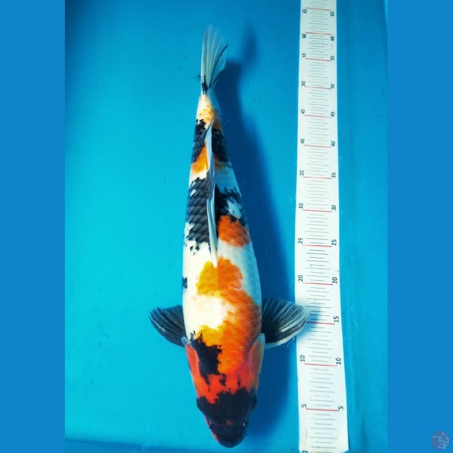 SHOWA IMPORT MARUDO 50UP
