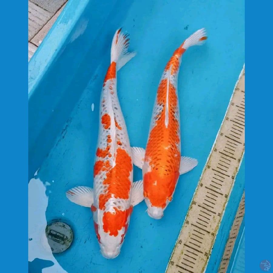 60cm,58cm hariwake