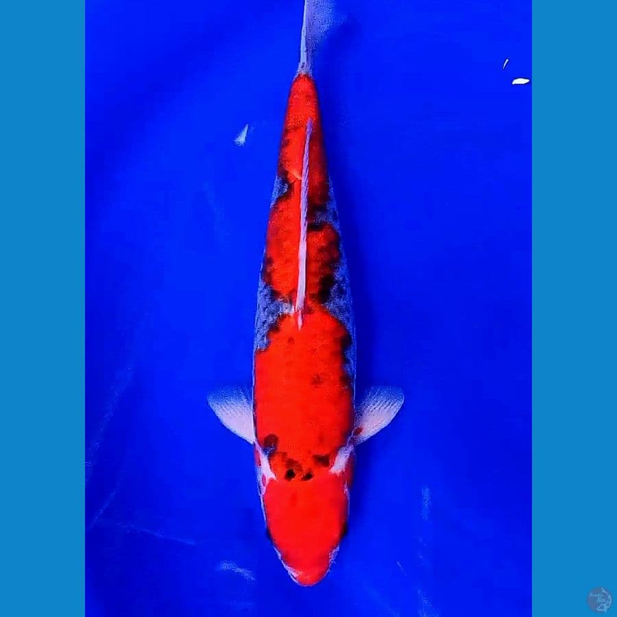 red strong goshiki 38 cm