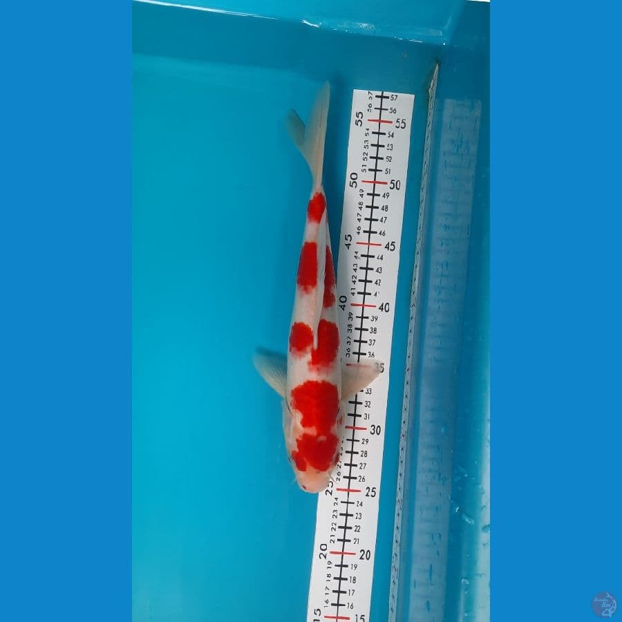 kohaku