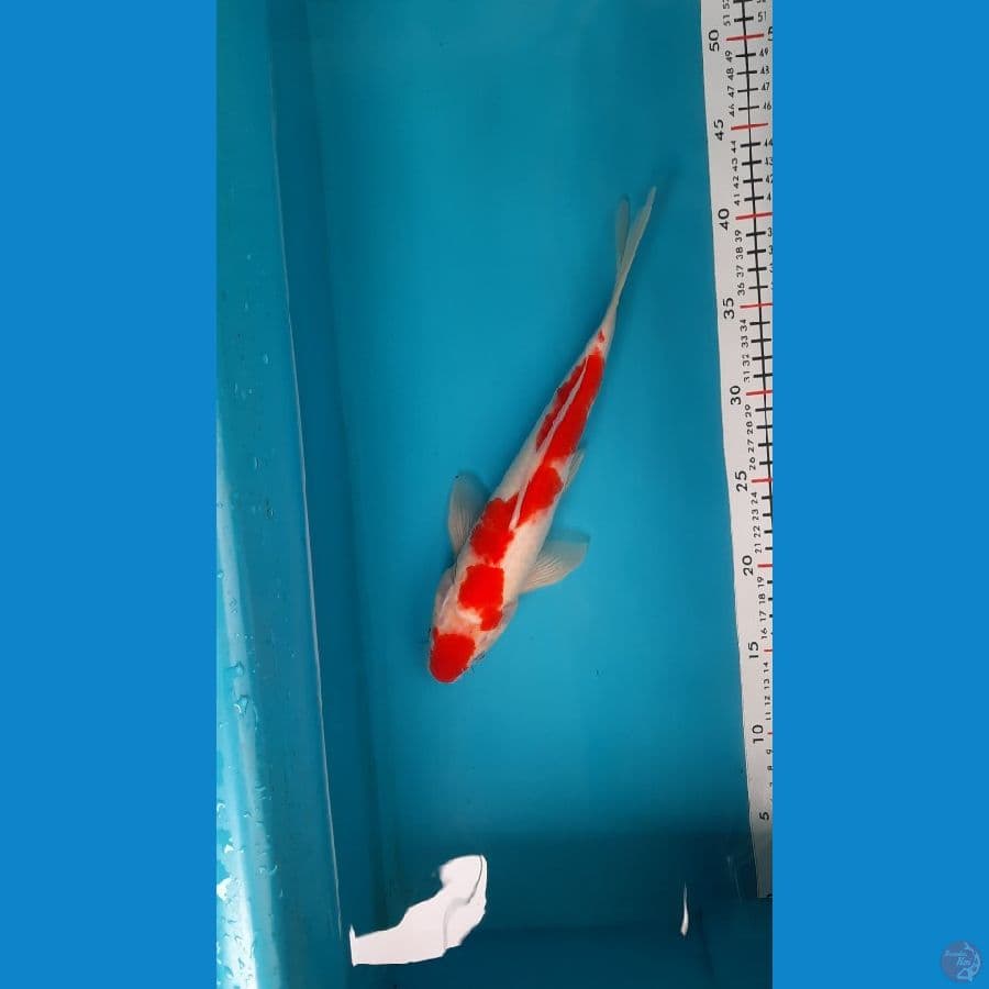 kohaku