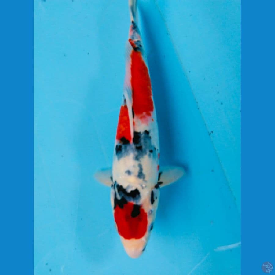 ahowa 33cm