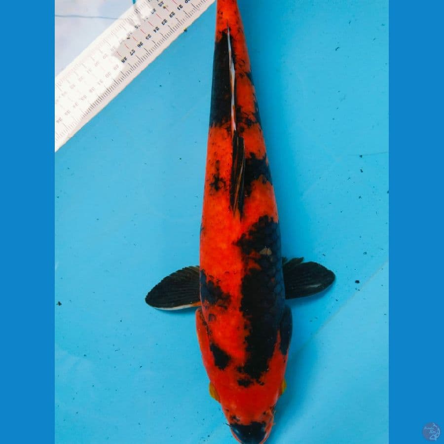 utsuri tembus perut 44cm
