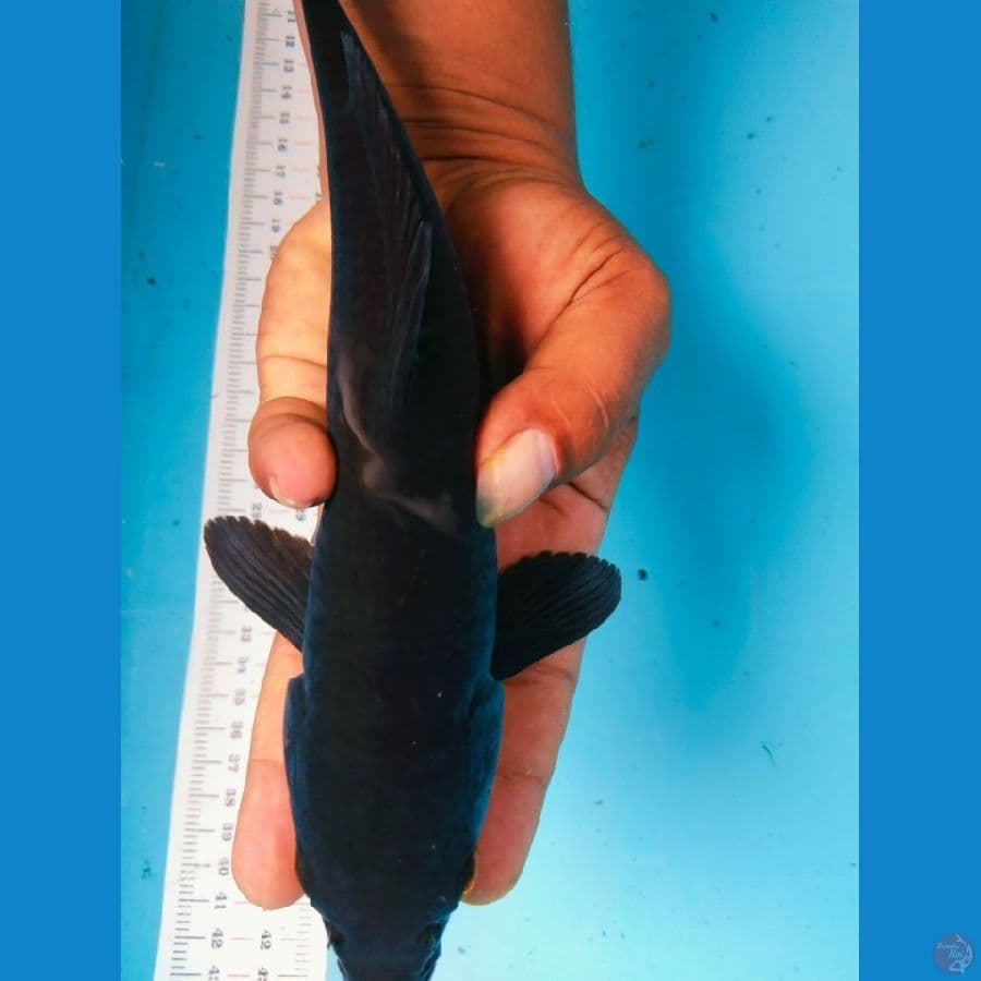 karasu aupper tembus perut 25cm