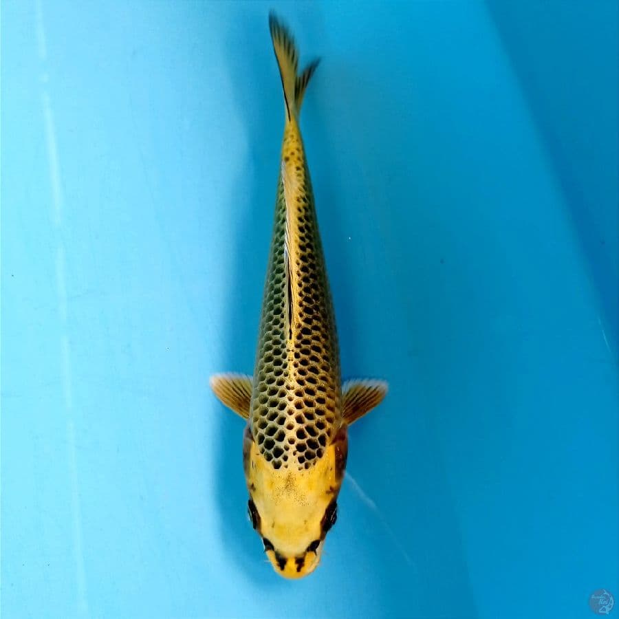 kin matsuba, 19 cm