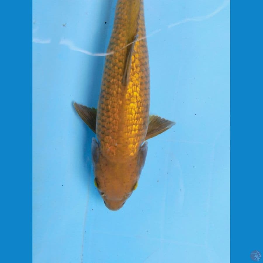chagoi gindrin 33cm