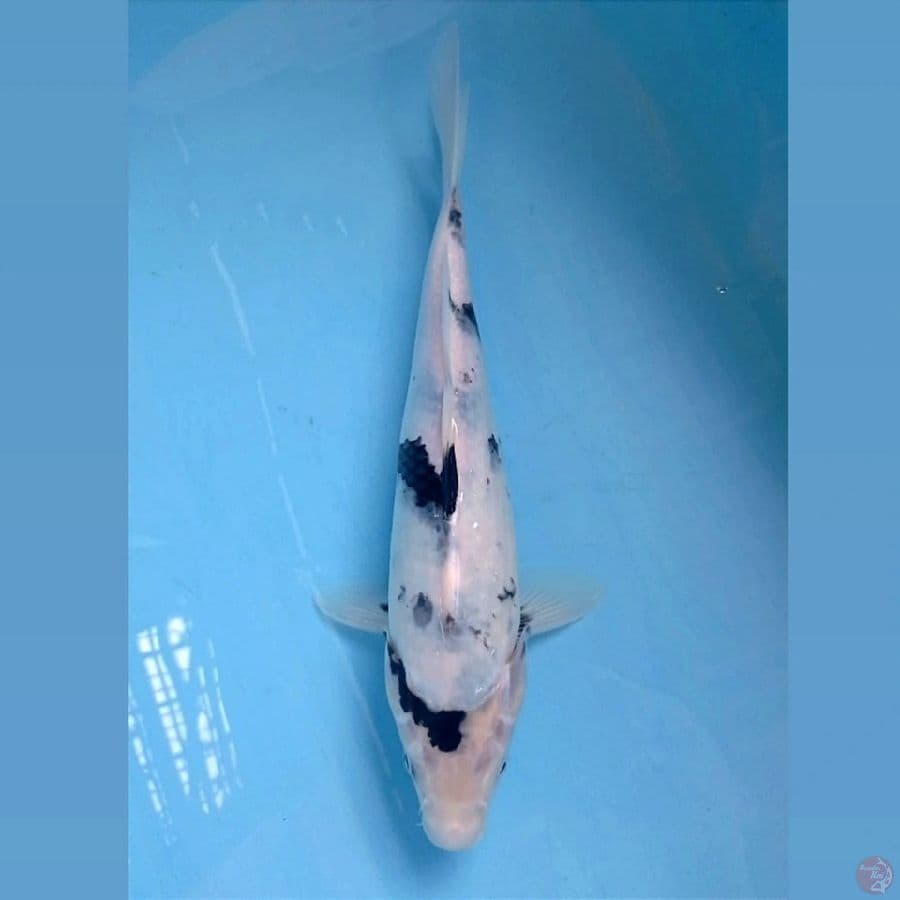 shiro tategoi, 33 cm