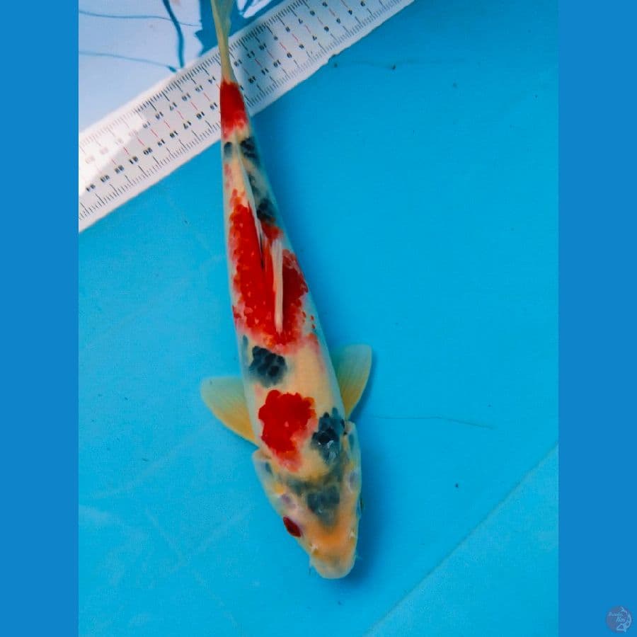 Showa 33cm jantan