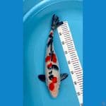 40cm sanke