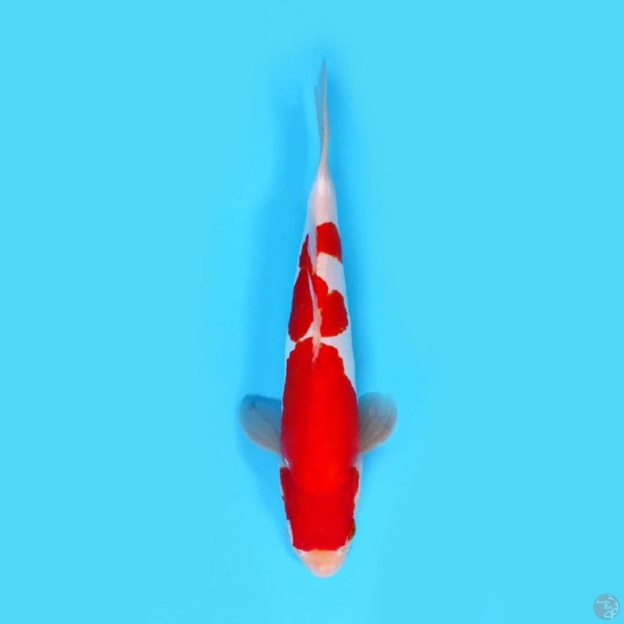 DOITSU KOHAKU MERAH STRONG #29 CM JANTAN
