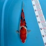 32cm