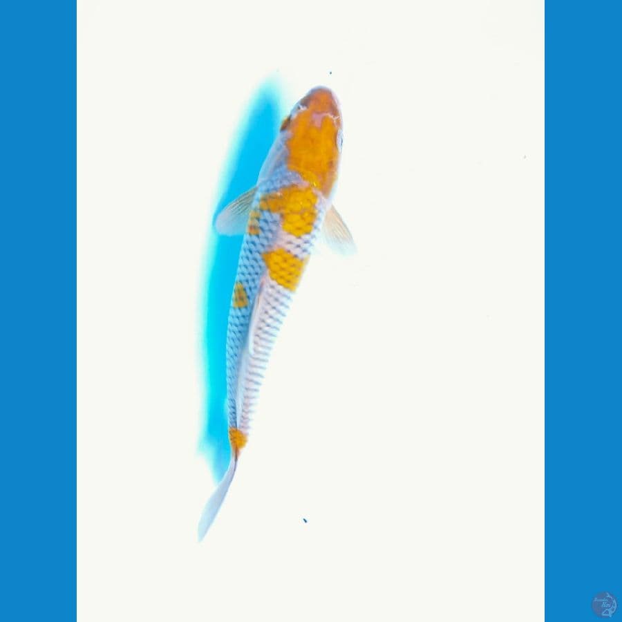 ochiba 28cm