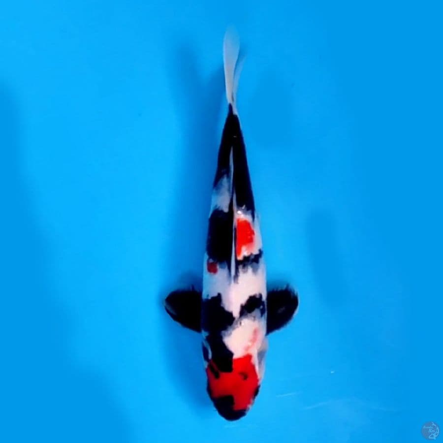 KINDAI SHOWA 26 CM JANTAN ORIGINAL