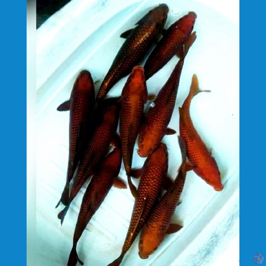 Paket tembaga 10 ekor 27 -29 cm
