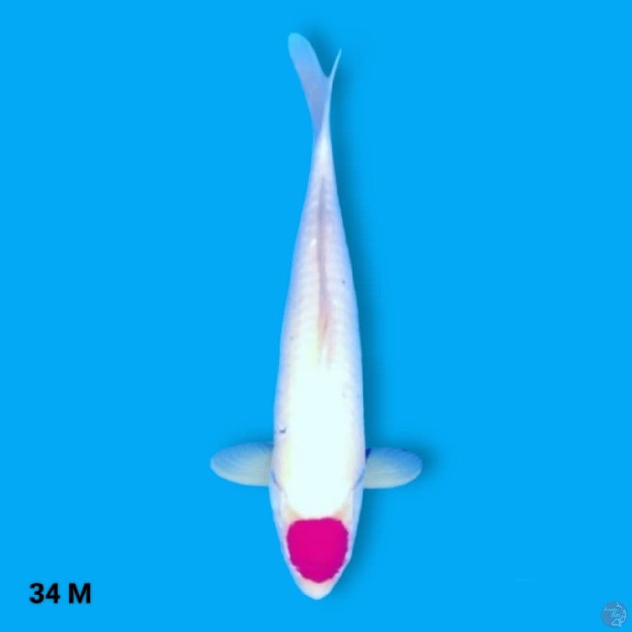 Tancho 34 Male 