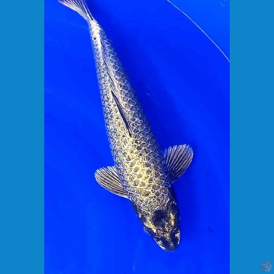 gold mukasi M35