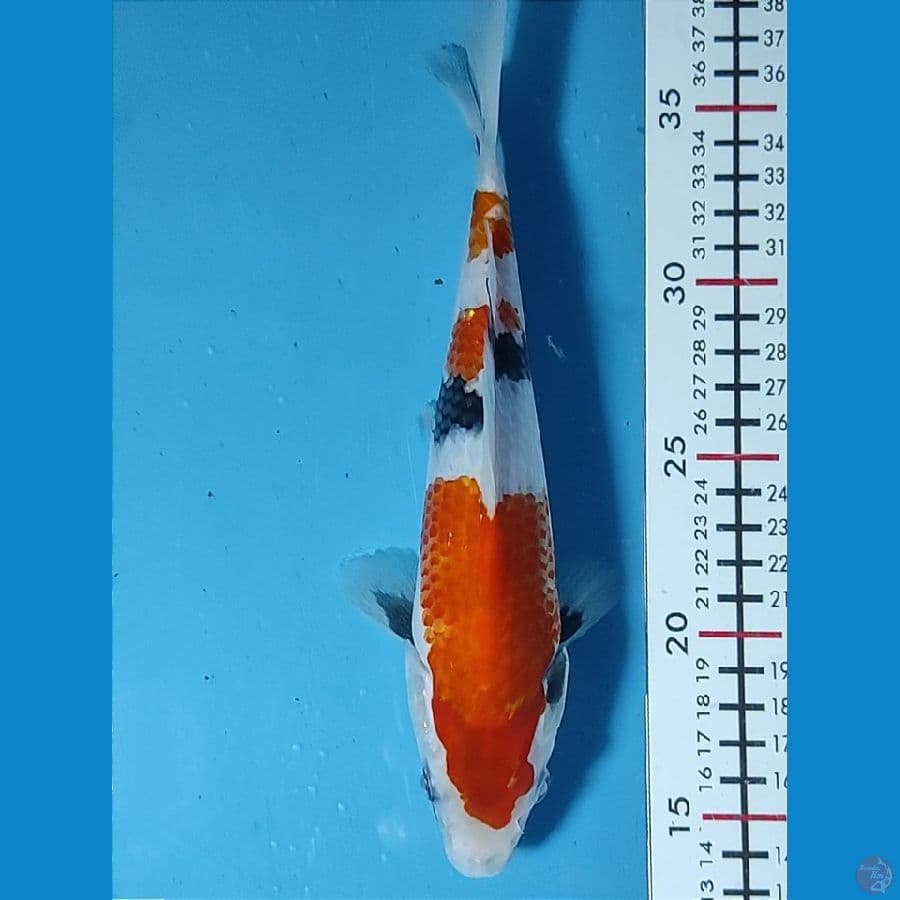 23cm