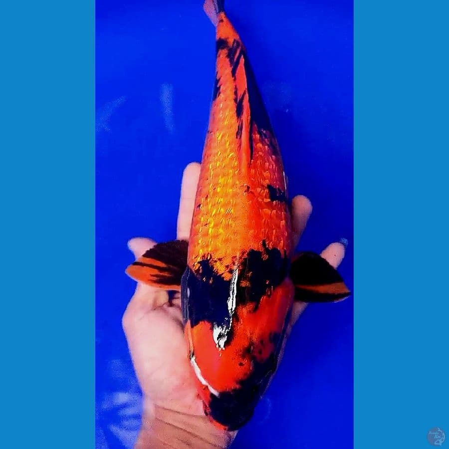 SB hiutsuri ginrin f 34 cm